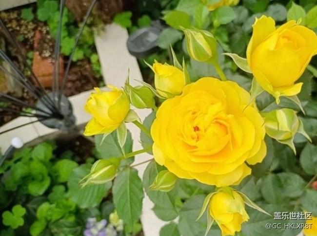 【夏日清涼】花開初夏