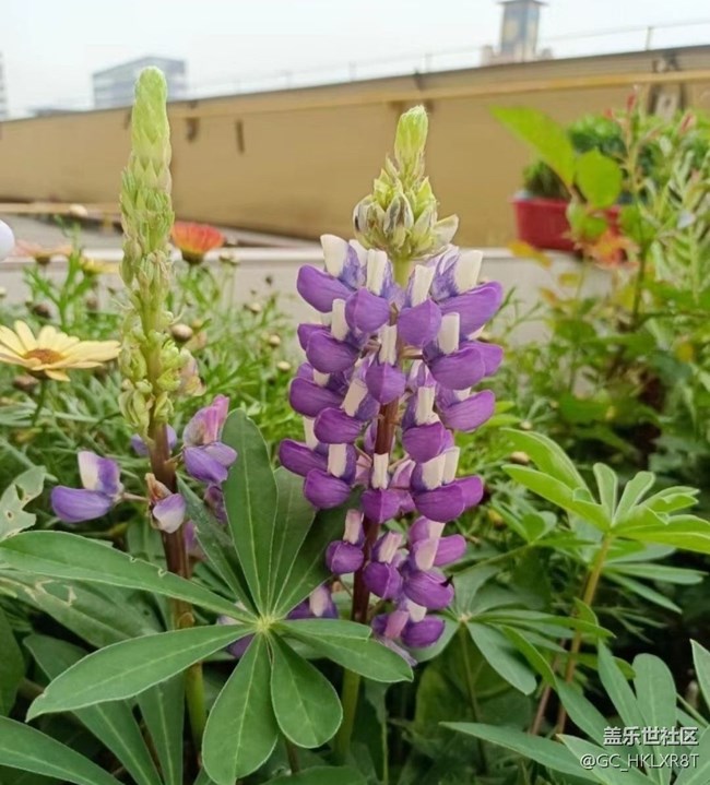 【夏日清涼】花開初夏