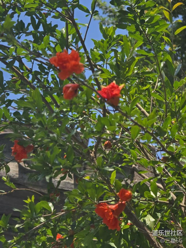 【長焦與微距】石榴與花壇