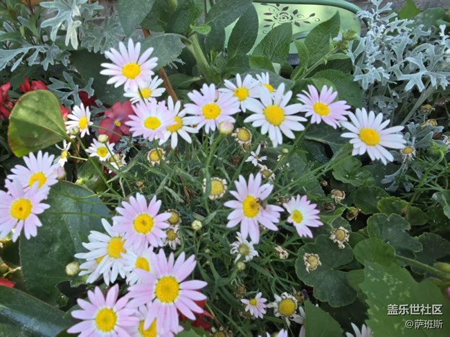 【長焦與微距】花花草草迎初夏