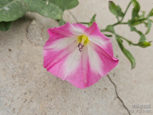 【長焦與微距】花兒美