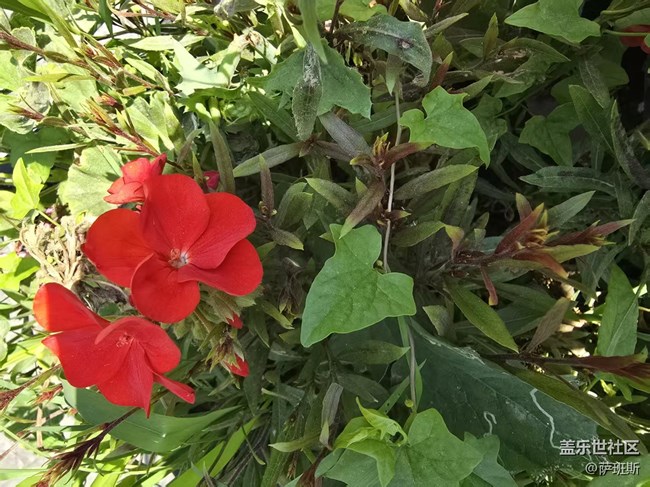 【長焦與微距】花花草草迎初夏