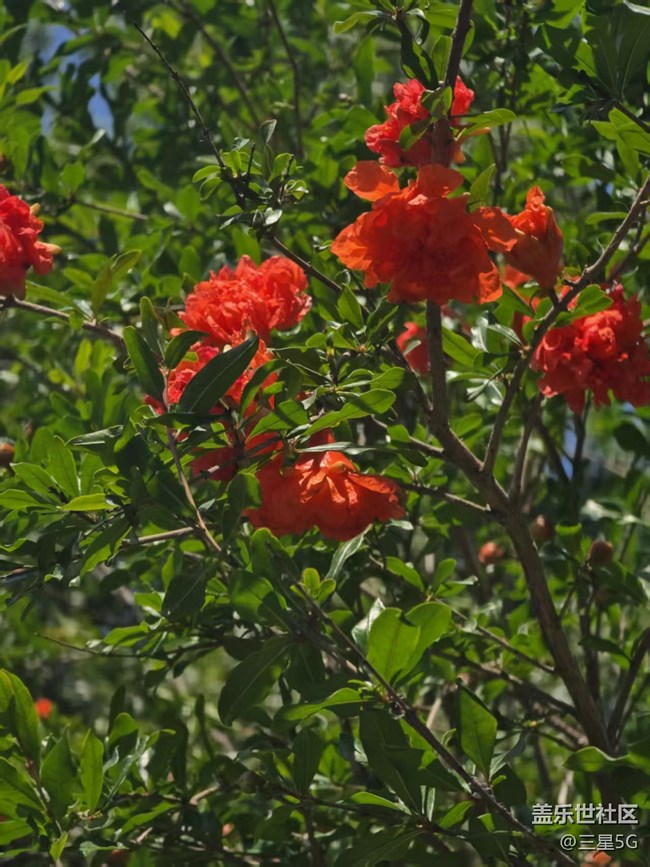 【長焦與微距】石榴與花壇