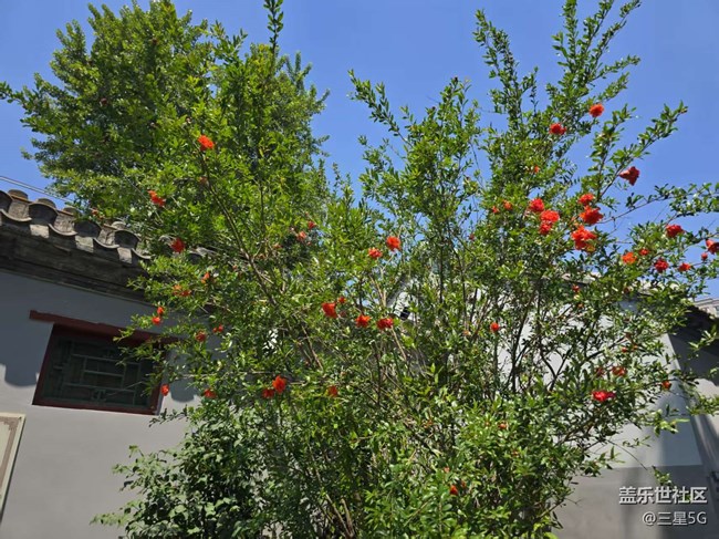 【長焦與微距】石榴與花壇