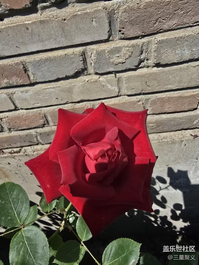 【長焦與微距】真真假假美如畫