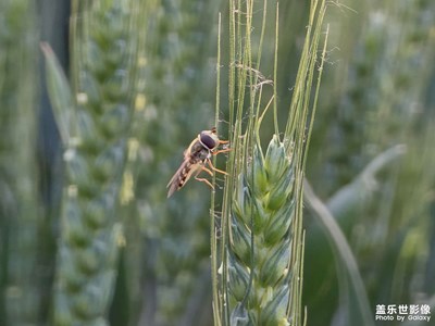 【悅見小滿】豐收在望