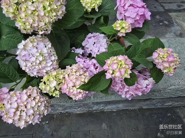 【長(zhǎng)焦與微距】近觀花有色