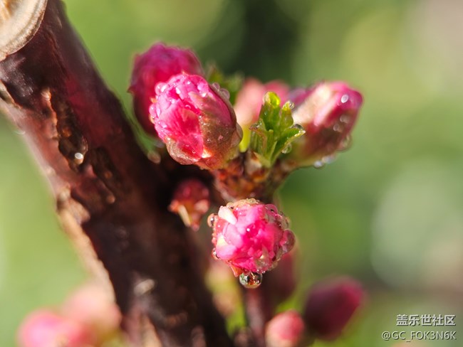 【自然的美妙】微距下的花
