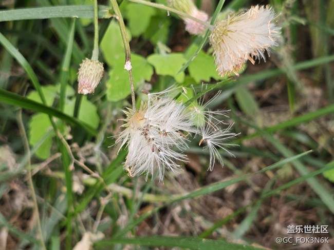 【長焦與微距】花兒美