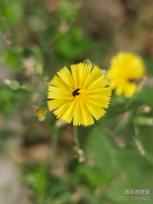 【自然的美妙】微距下的花