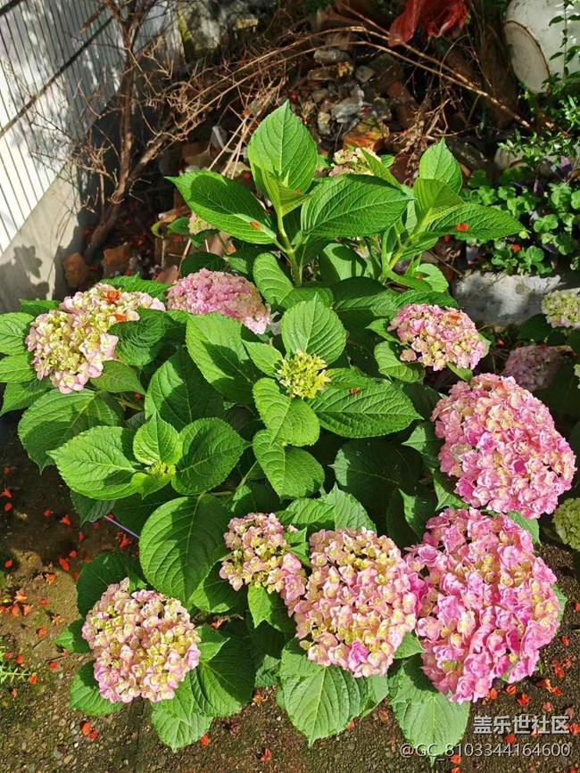 【Galaxy影像】#立夏·初夏之約