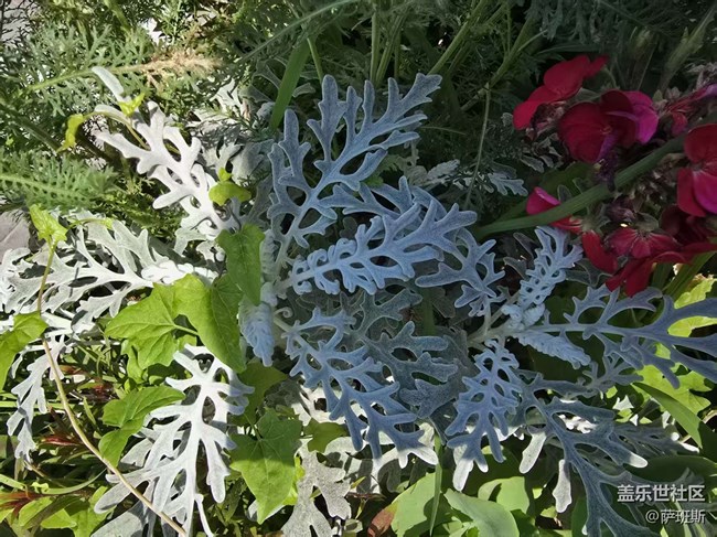【長焦與微距】花花草草迎初夏