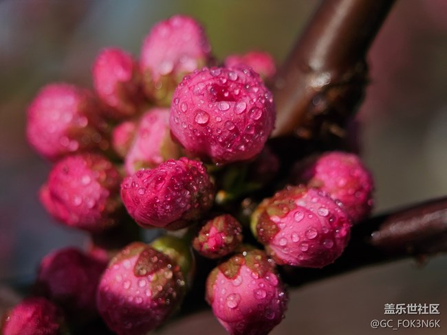 【自然的美妙】微距下的花