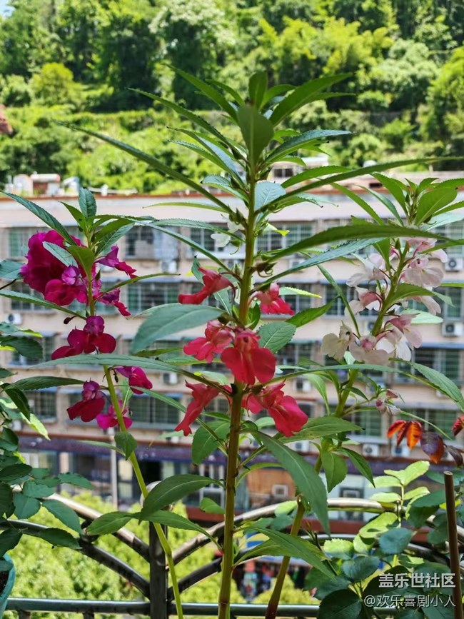 【夏日清涼】鳳仙花