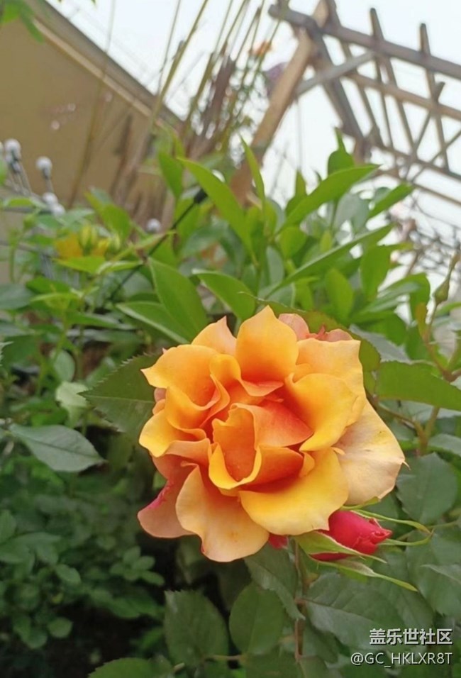 【夏日清涼】花開初夏