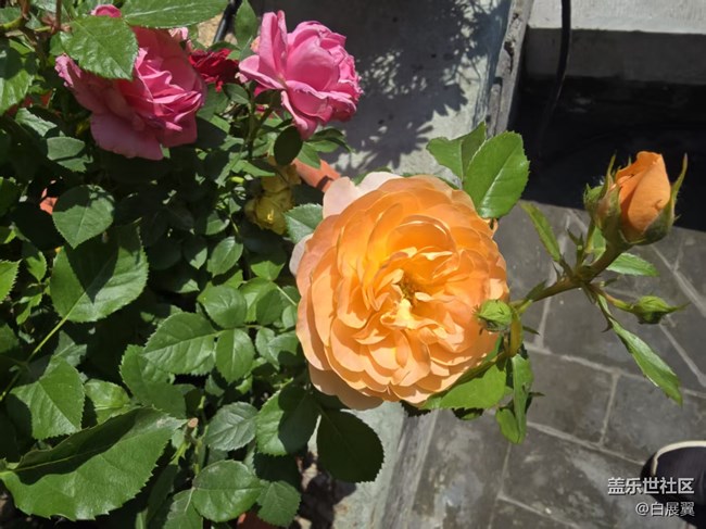 【長(zhǎng)焦與微距】近觀花有色