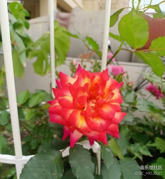 【夏日清涼】花開初夏