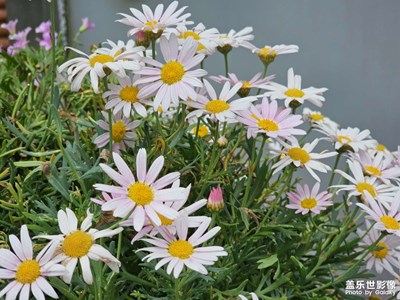 【悅見小滿】初夏小花