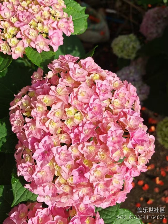 【Galaxy影像】#立夏·初夏之約