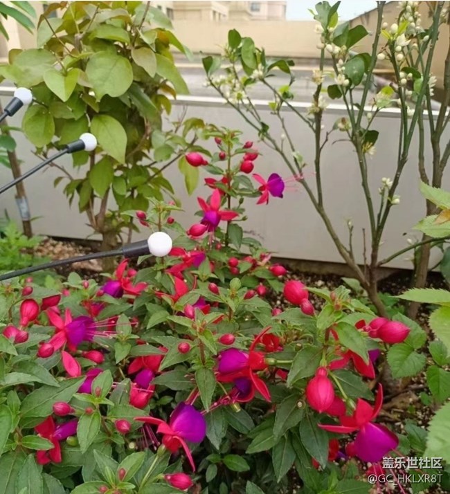 【夏日清涼】花開初夏