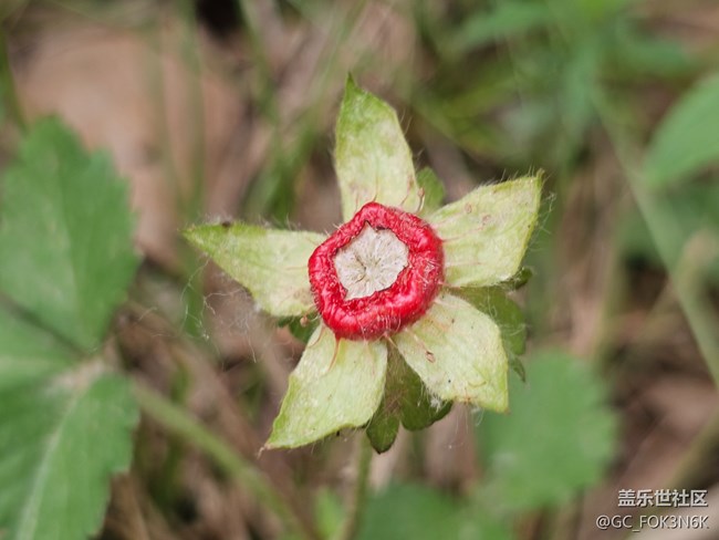 #五月滿園芳——紅莓花開(kāi)