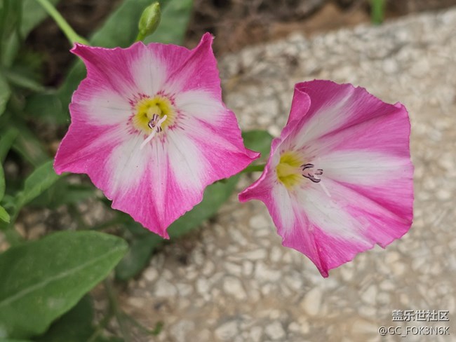 【長焦與微距】花兒美