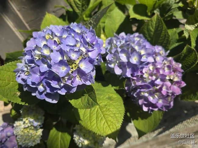 【長(zhǎng)焦與微距】近觀花有色