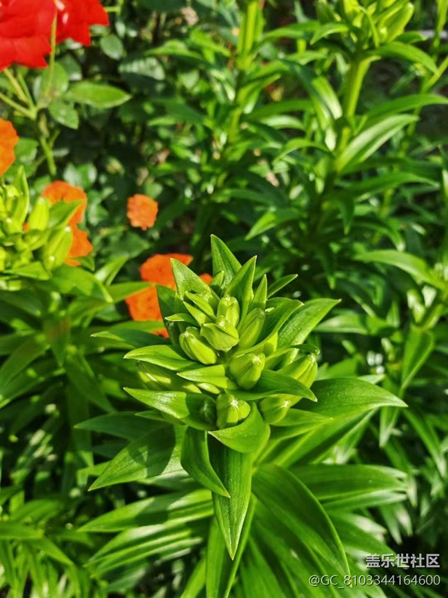 【Galaxy影像】#立夏·初夏之約