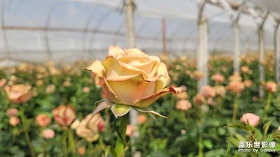 【悅見(jiàn)小滿】+多彩多姿