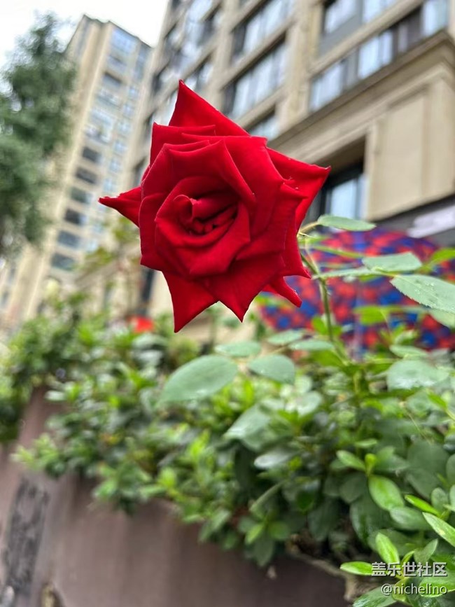 【Galaxy影像】#立夏·初夏之約