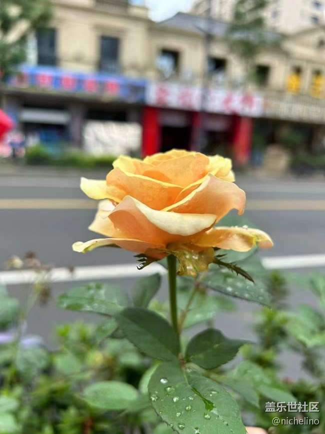 【Galaxy影像】#立夏·初夏之約