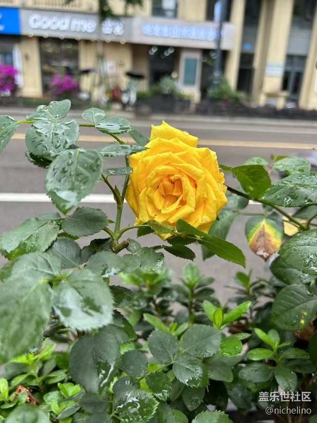 【Galaxy影像】#立夏·初夏之約