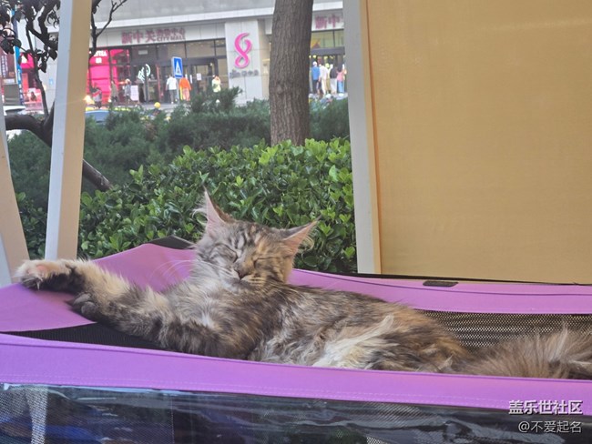 【 長焦與微距】貓狗市集