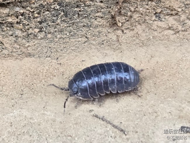 【 長(zhǎng)焦與微距】昆蟲(chóng)搬家