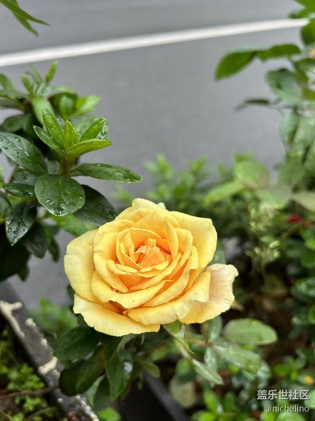 【Galaxy影像】#立夏·初夏之約