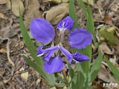 【悅見小滿】+花兒朵朵開