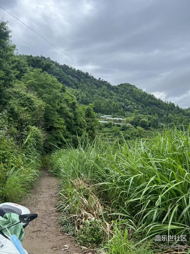 【夏日清涼】野果