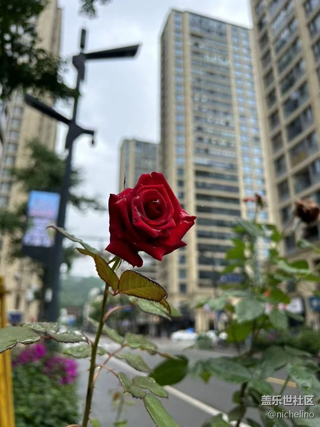 【Galaxy影像】#立夏·初夏之約