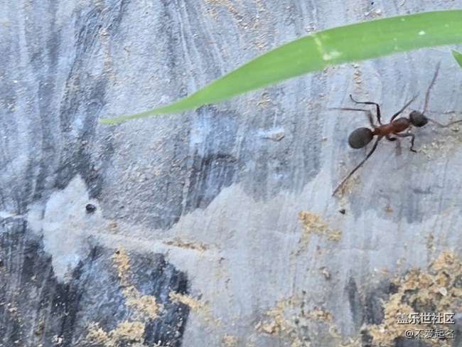 【 長(zhǎng)焦與微距】昆蟲(chóng)搬家