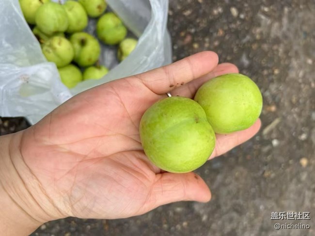 【夏日清涼】野果