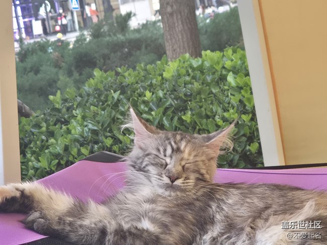 【 長焦與微距】貓狗市集