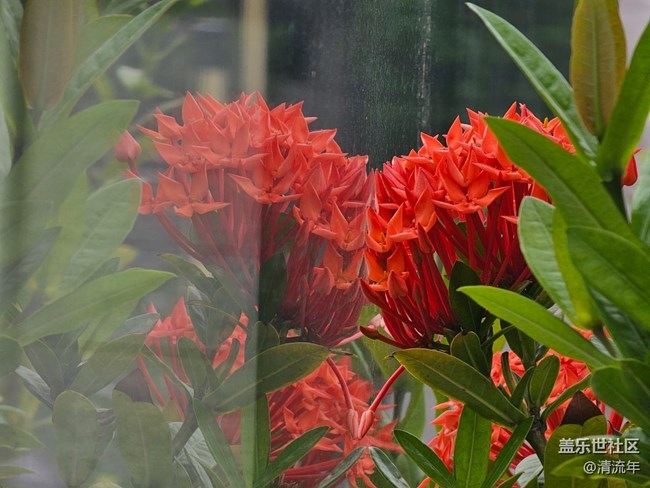 #五月滿園芳——五月有花開