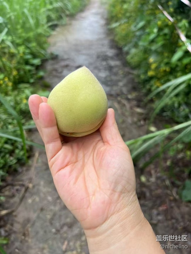 【夏日清涼】野果