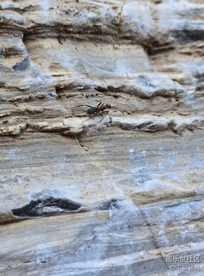 【 長(zhǎng)焦與微距】昆蟲(chóng)搬家