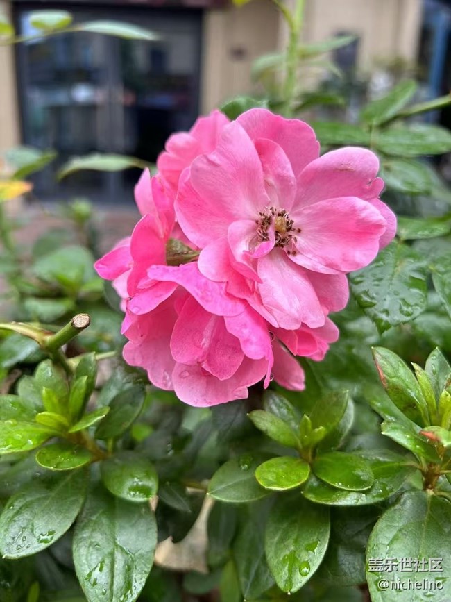 【Galaxy影像】#立夏·初夏之約