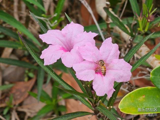 #五月滿園芳——五月有花開