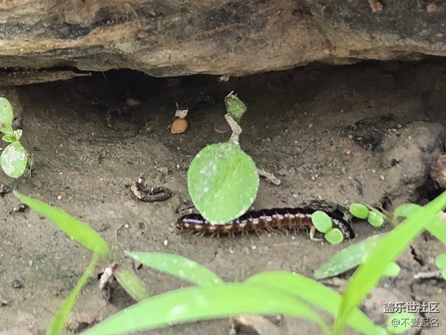 【 長(zhǎng)焦與微距】昆蟲(chóng)搬家