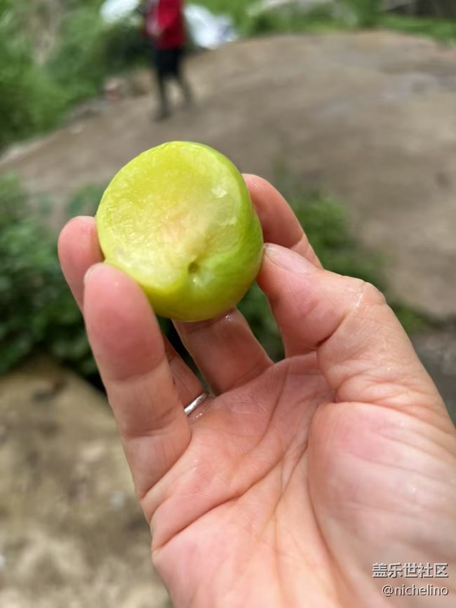 【夏日清涼】野果