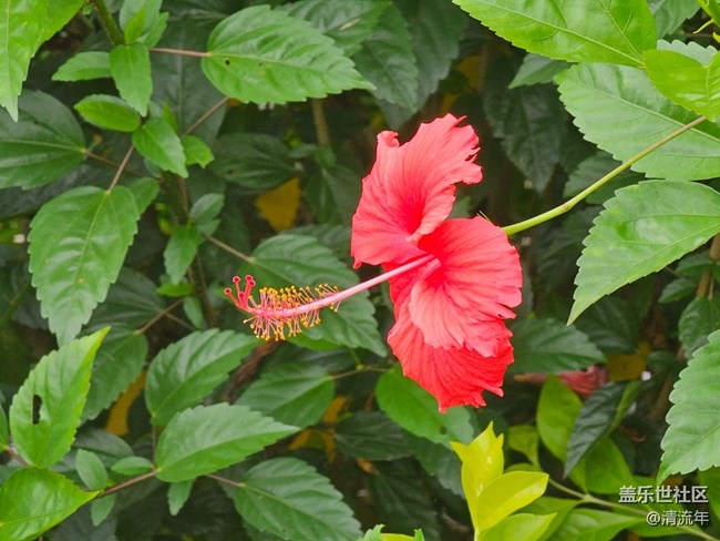 #五月滿園芳——五月有花開