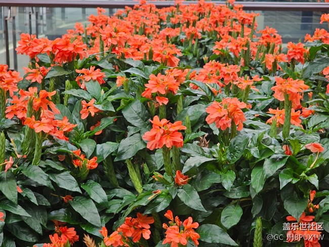 #五月滿園芳——花開半夏